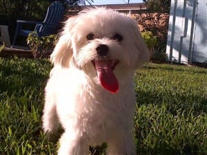 puppy-cut-hair-cut-maltese 